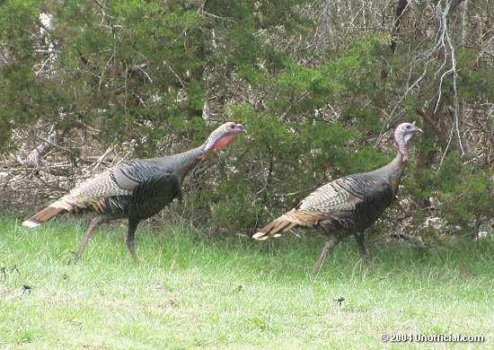 in northwest Travis County, Texas