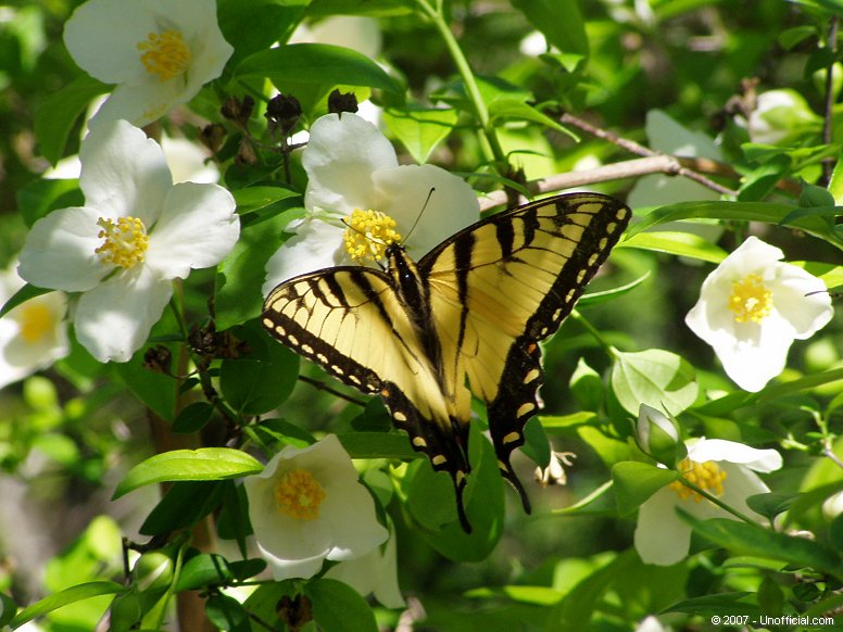 Butterfly in a Texas Mock Orange Bush in northwest Travis County, Texas