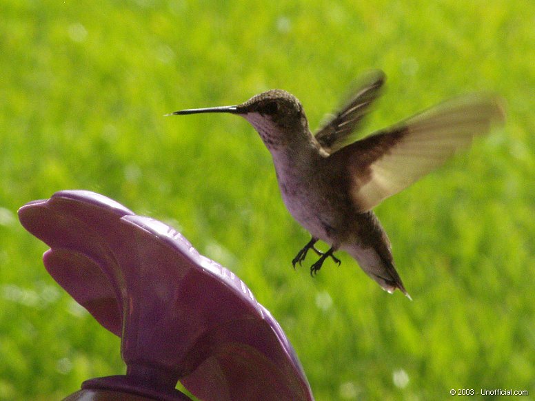 Female Ruby-Throated Hummingbird in northwest Travis County, Texas