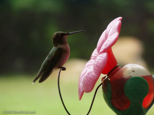 in northwest Travis County, Texas