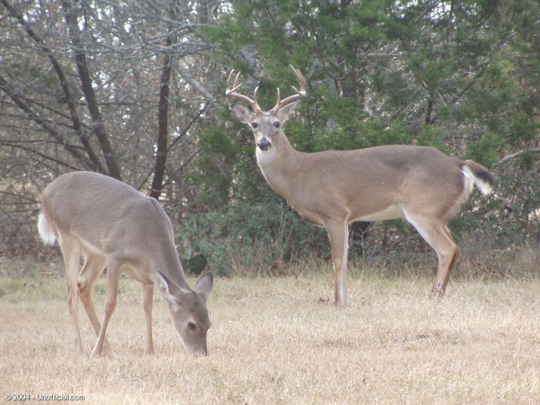 Front yard visitors in northwest Travis County, Texas