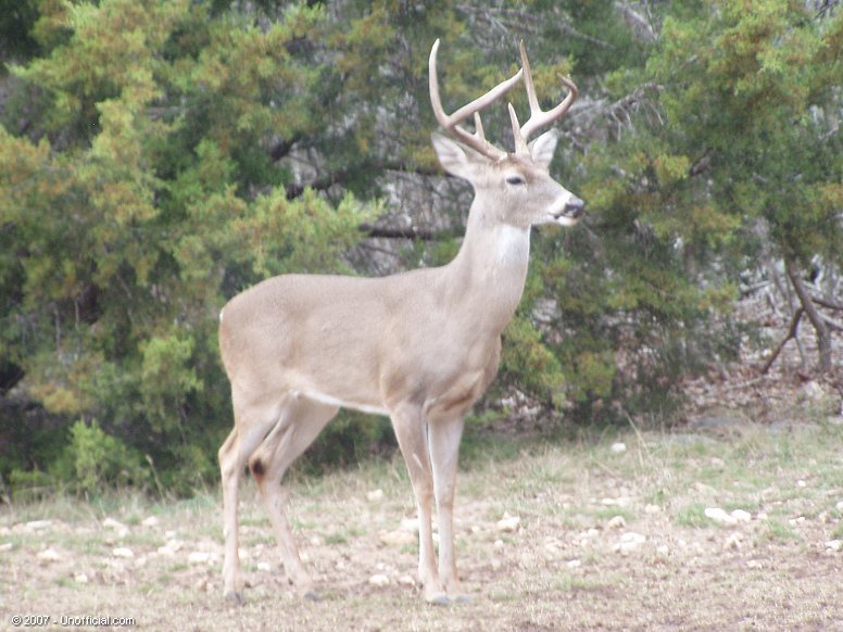 Big Boy in northwest Travis County, Texas