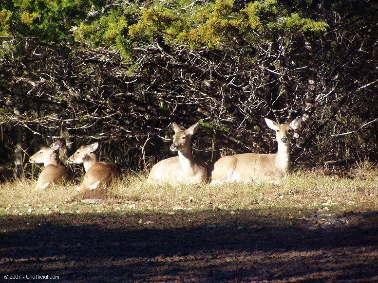 Coffee Break in northwest Travis County, Texas