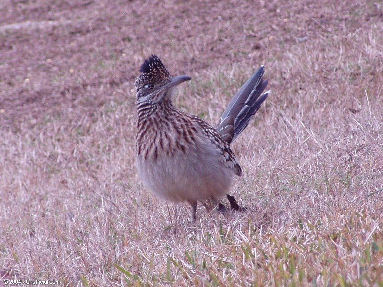 Roadrunner in northwest Travis County, Texas