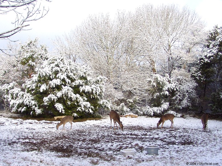 Snow in northwest Travis County, Texas