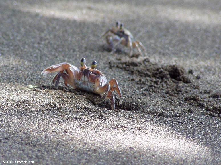 at Olowalu Beach, Maui, Hawaii