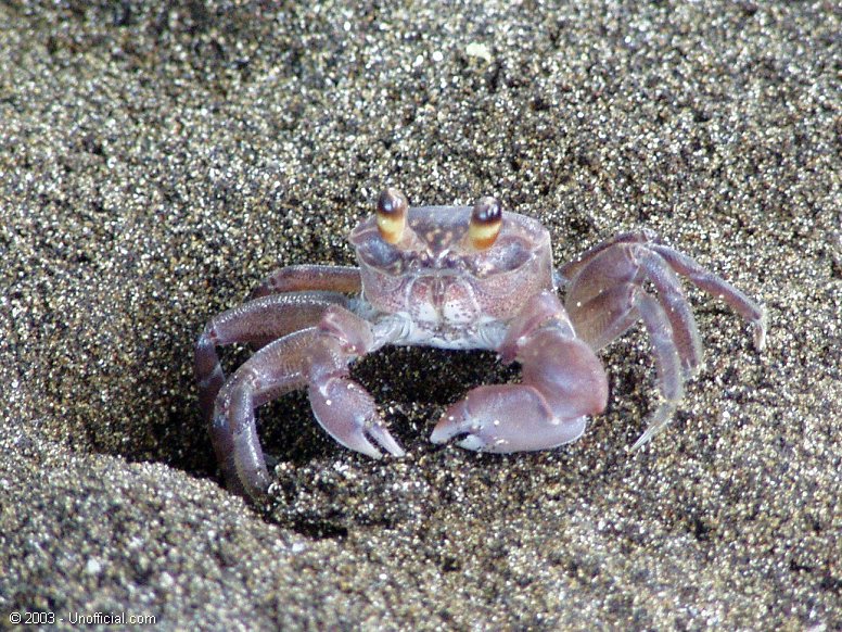 Buster the Crab at Olowalu Beach, Maui, Hawai'i