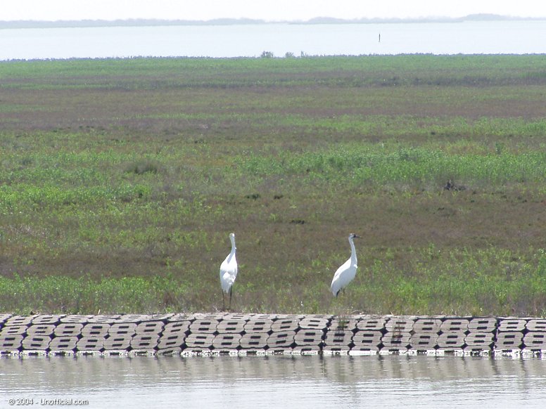 Whooping Cranes at Aransas National Wildlife Refuge near Rockport, Texas