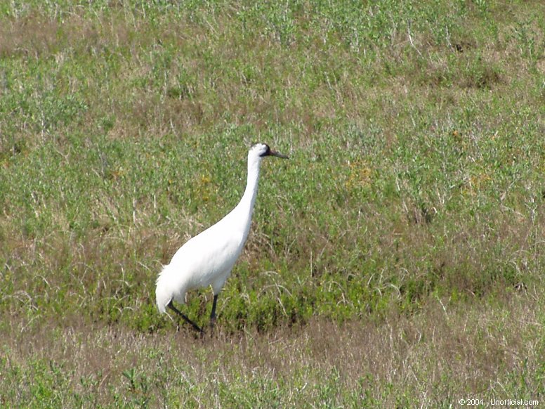 Whooping Crane at Aransas National Wildlife Refuge near Rockport, Texas