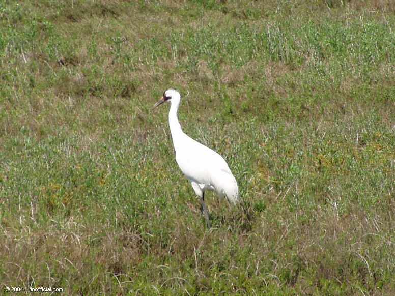 Whooping Crane at Aransas National Wildlife Refuge near Port Aransas, Texas
