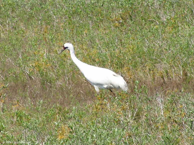 Whooping Crane at Aransas National Wildlife Refuge near Rockport, Texas