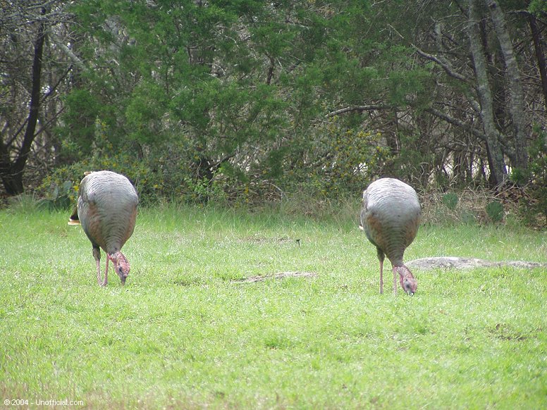 Turkeys in northwest Travis County, Texas