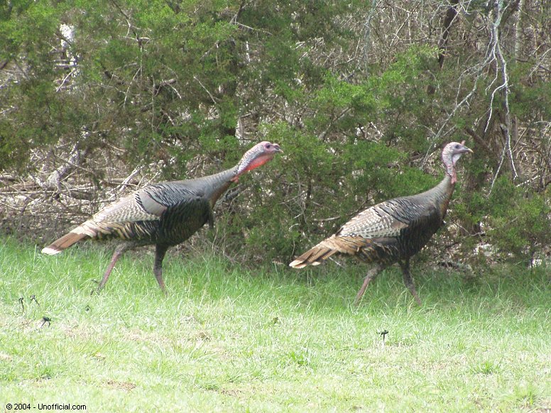 Wild Turkeys in northwest Travis County, Texas