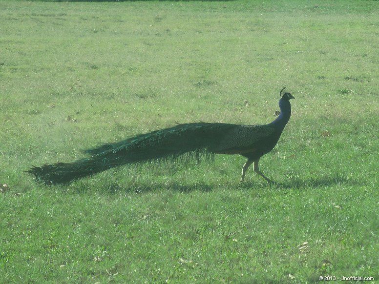 Peacock in central Williamson County, Texas