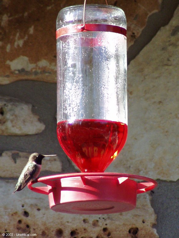 Hummingbird in northwest Travis County, Texas