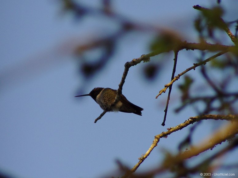 in northwest Travis County, Texas