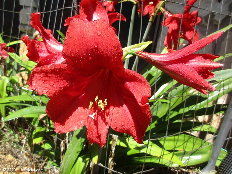 Amaryllis in northwest Travis County, Texas