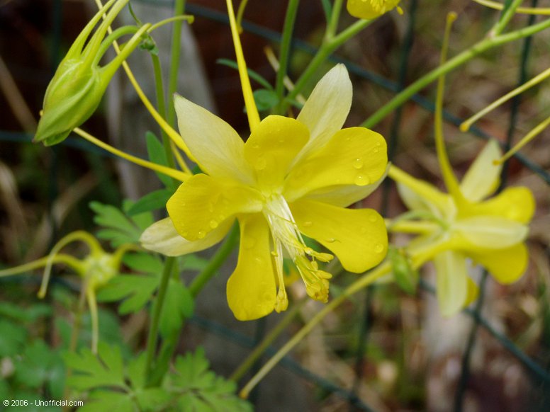 Columbine in northwest Travis County, Texas