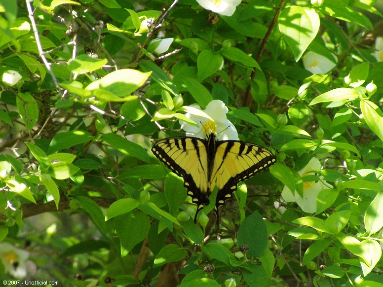 Butterfly in northwest Travis County, Texas