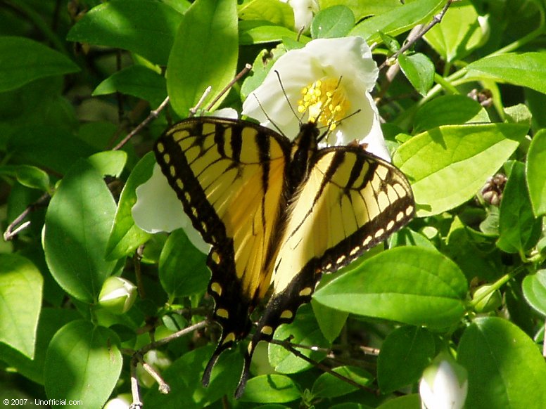 Butterfly in northwest Travis County, Texas