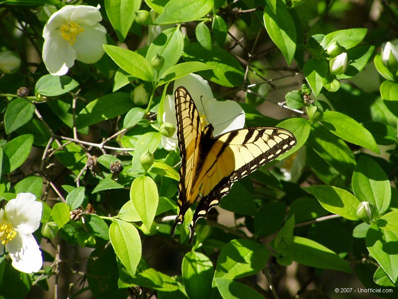 Butterfly in northwest Travis County, Texas