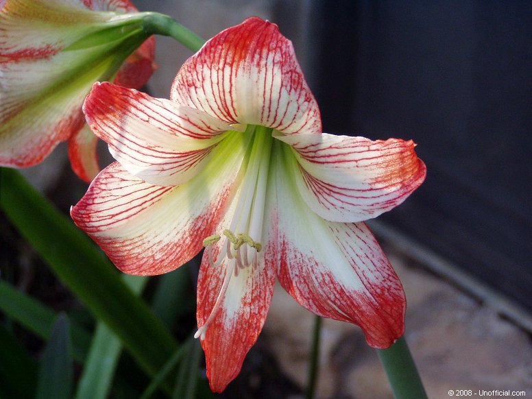 Amaryllis in northwest Travis County, Texas