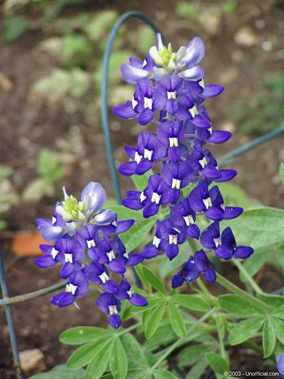 Texas Bluebonnet in northwest Travis County, Texas