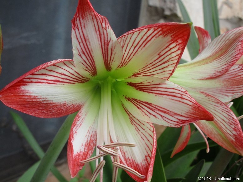 Amaryllis in northwest Travis County, Texas