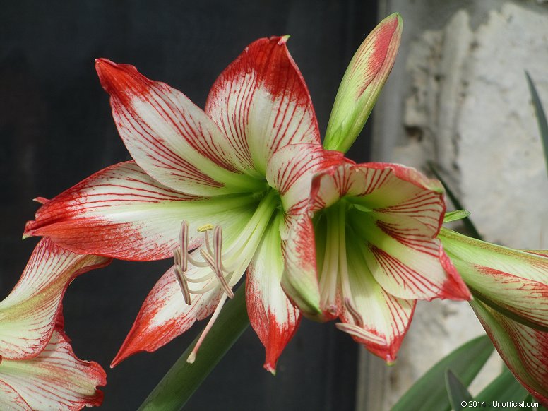 Amaryllis in northwest Travis County, Texas