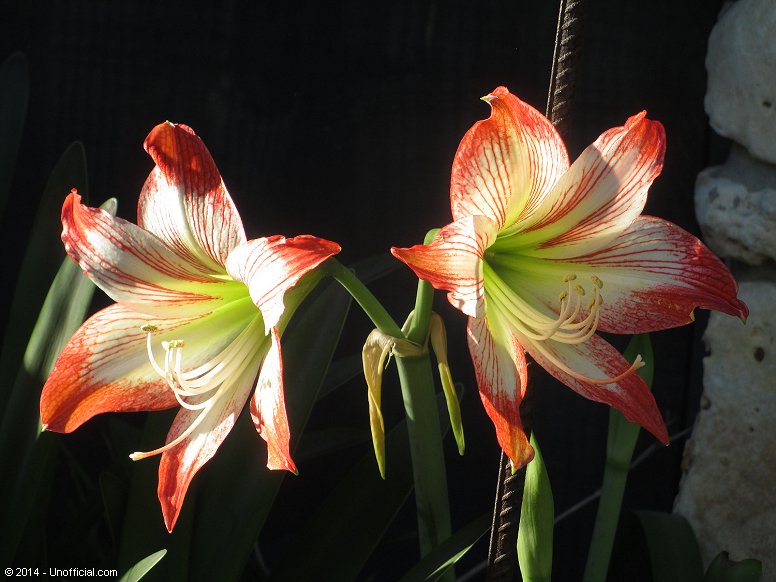 Amaryllis in northwest Travis County, Texas