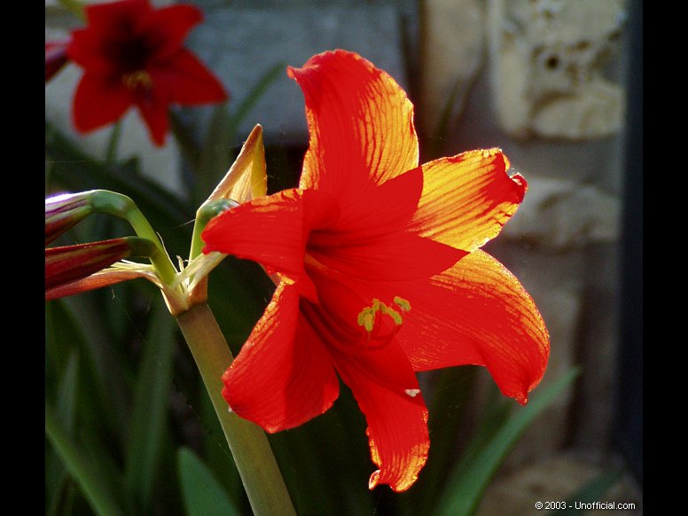 Amaryllis in northwest Travis County, Texas