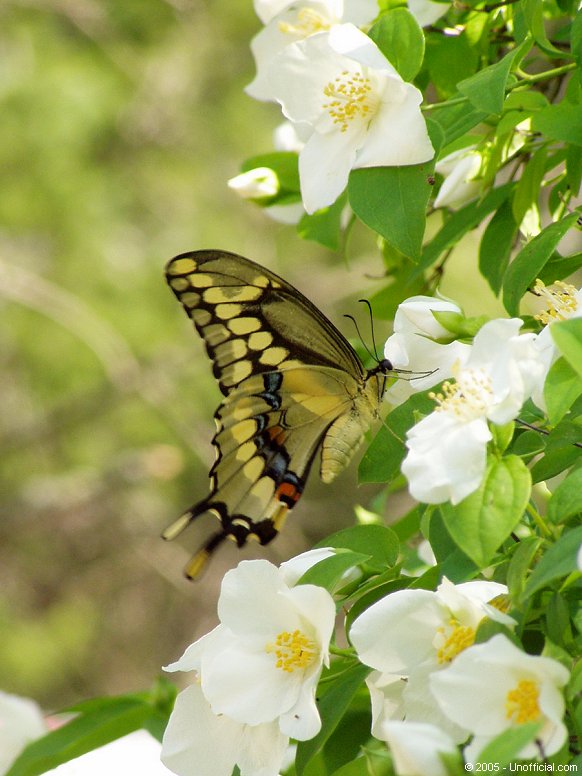 Butterfly in Dogwood in northwest Travis County, Texas