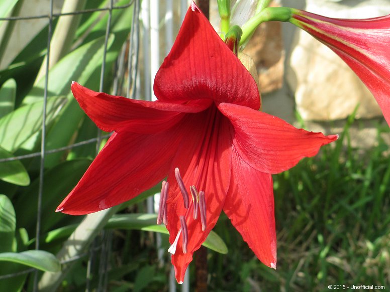 Amaryllis in northwest Travis County, Texas