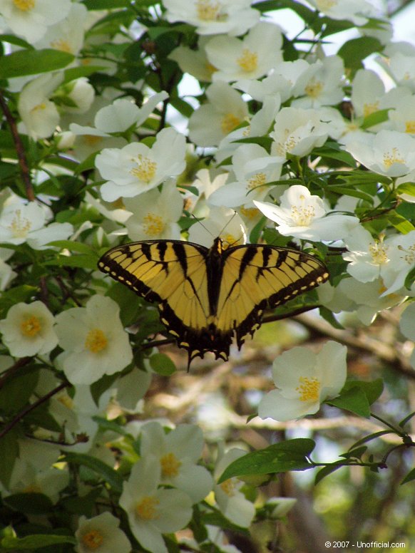 Butterfly in Dogwood in northwest Travis County, Texas