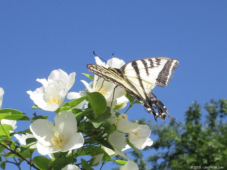 Butterfly in northwest Travis County, Texas