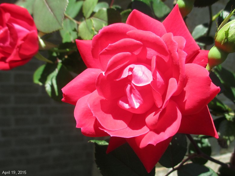 Texas Rose in northwest Travis County, Texas