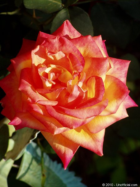 Rose in northwest Travis County, Texas