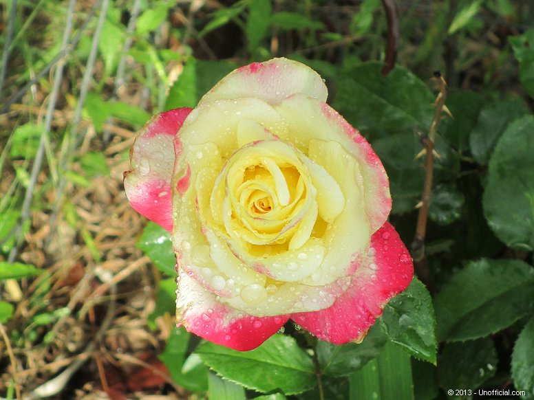 Rose in northwest Travis County, Texas
