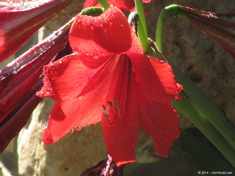 Amaryllis in northwest Travis County, Texas