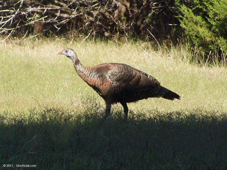 in northwest Travis County, Texas