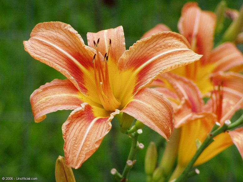 Day Lily in northwest Travis County, Texas