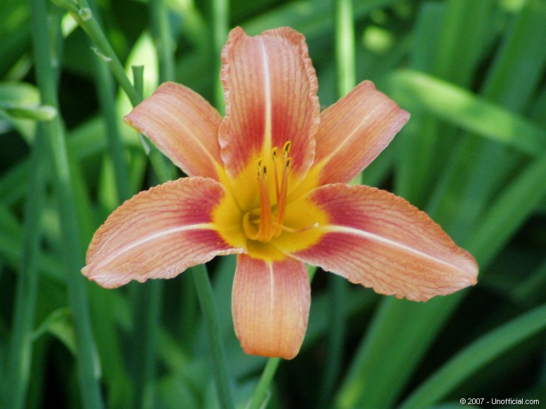 Day Lily in northwest Travis County, Texas