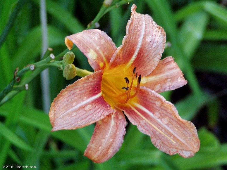 Day Lily in northwest Travis County, Texas