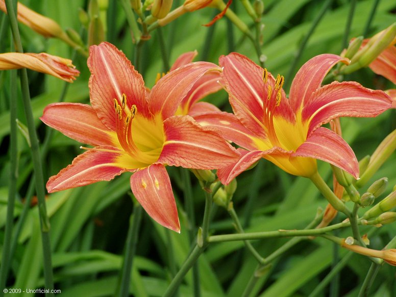 Day Lilies in northwest Travis County, Texas