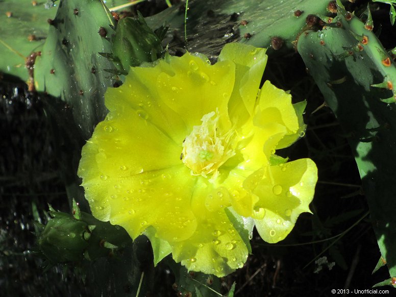 Cactus flower in northwest Travis County, Texas