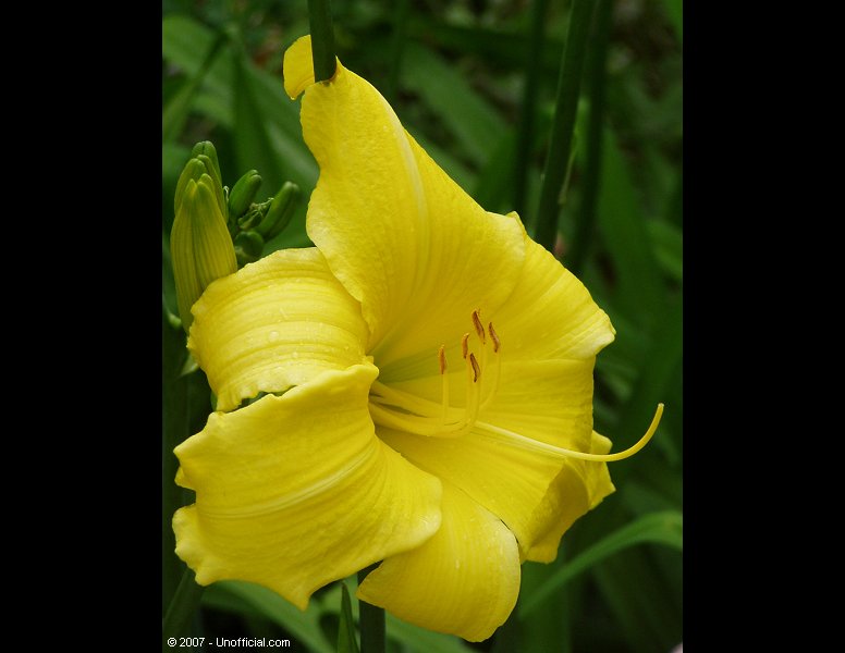 Day Lily in northwest Travis County, Texas