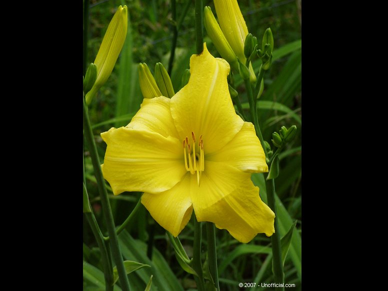 Yellow Day Lily in northwest Travis County, Texas