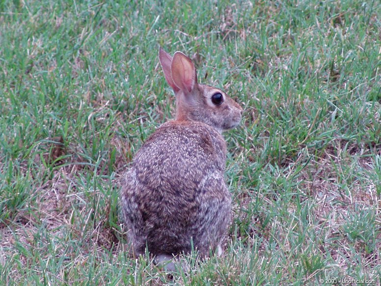 Cottontail in northwest Travis County, Texas