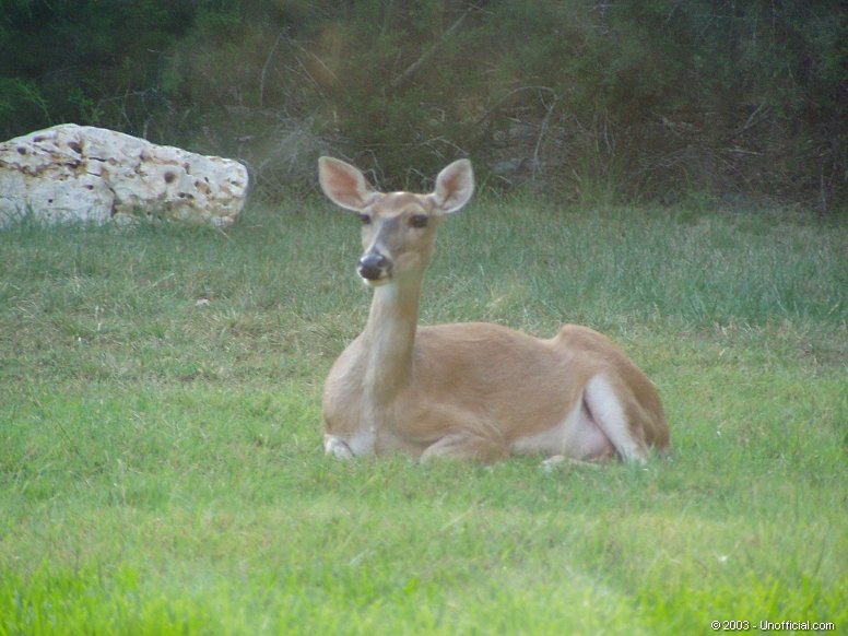 Matriarch in northwest Travis County, Texas