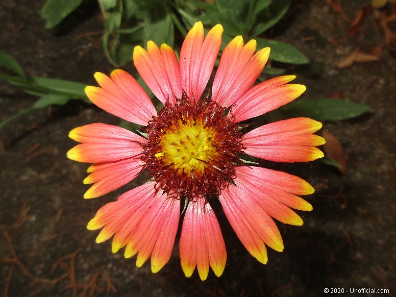 Firewheel Blossom (Gaillardia pulchella) in northwest Travis County, Texas